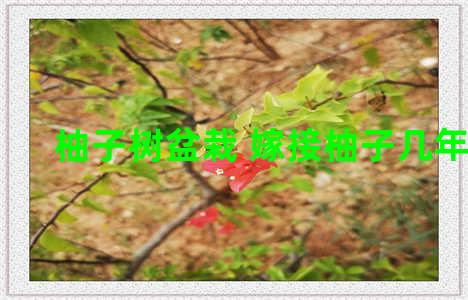柚子树盆栽 嫁接柚子几年结果